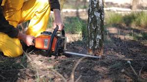  Silver Bay, MN Tree Removal and Landscaping Services Pros